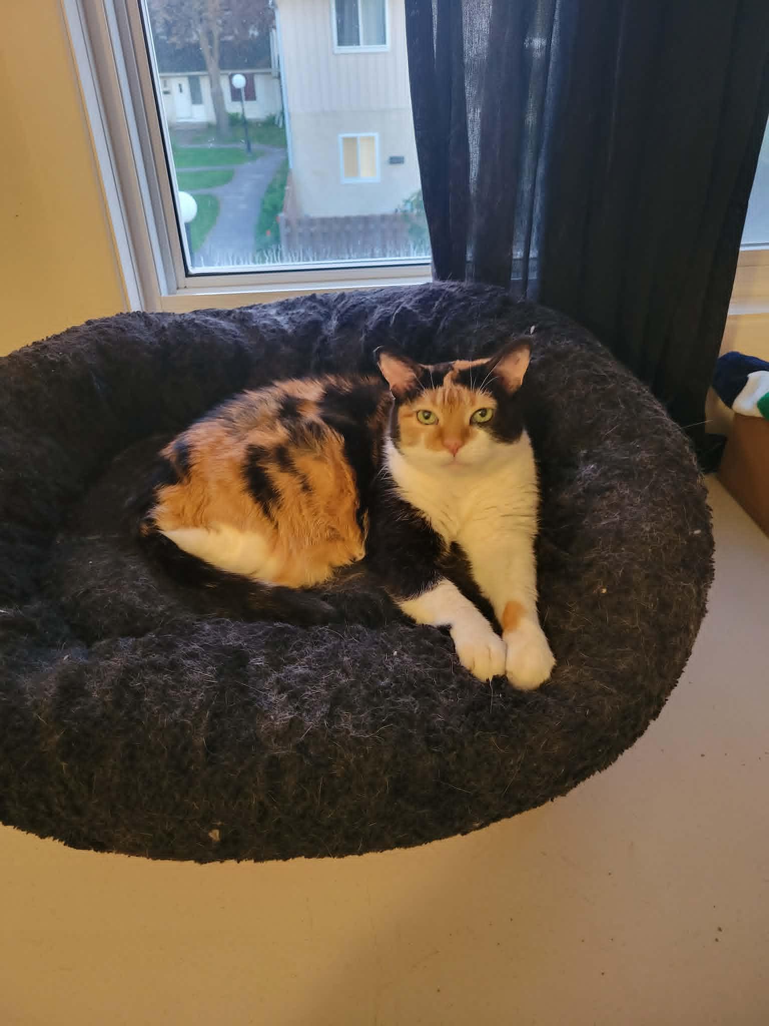 May, a ADOPTABLE Calico in Orleans, ON image 3/6