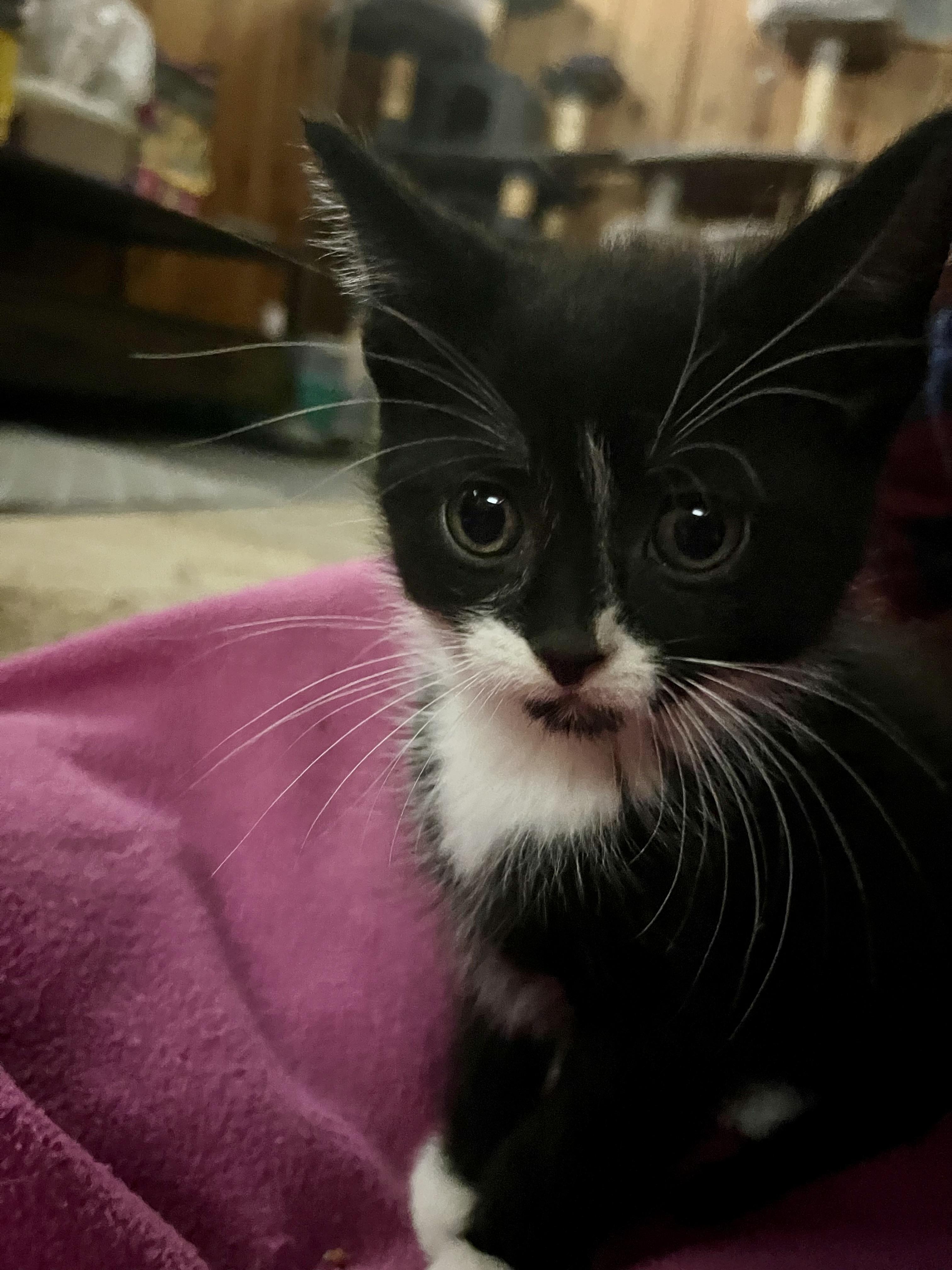 Enlarge Grandy, an adopted Domestic Short Hair in Albany, NY image 1/2