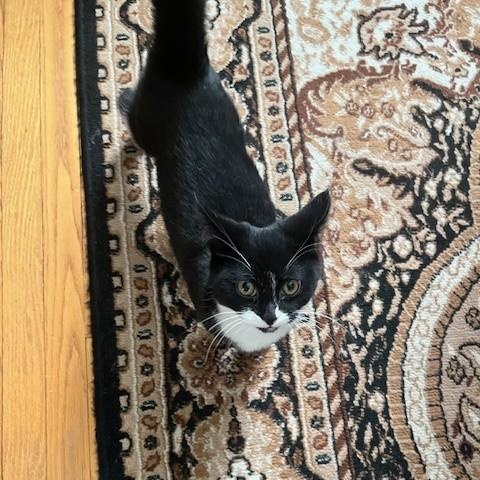 Enlarge Grandy, an adopted Domestic Short Hair in Albany, NY image 2/2