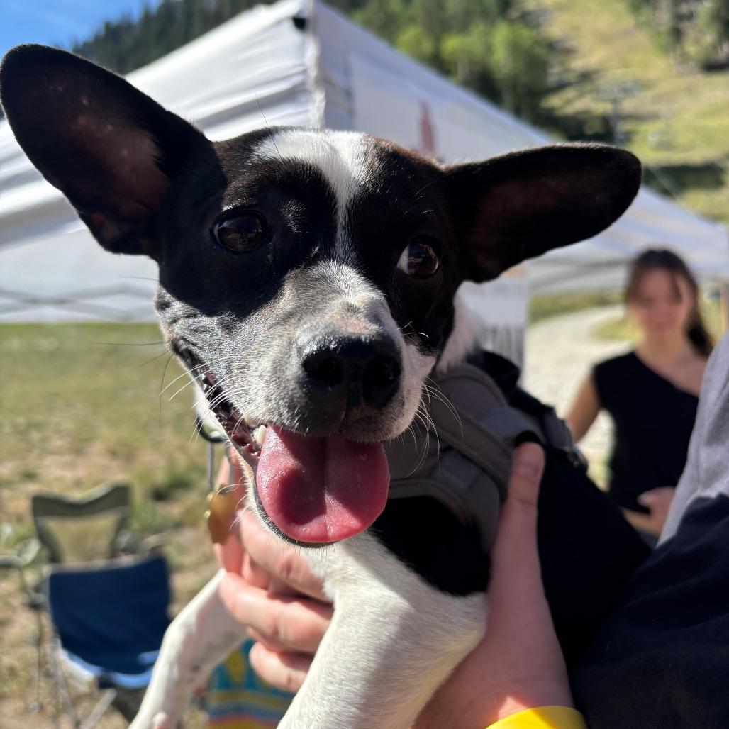Enlarge Checkers, a Adoptable mixed breed in Taos, NM image 1/1