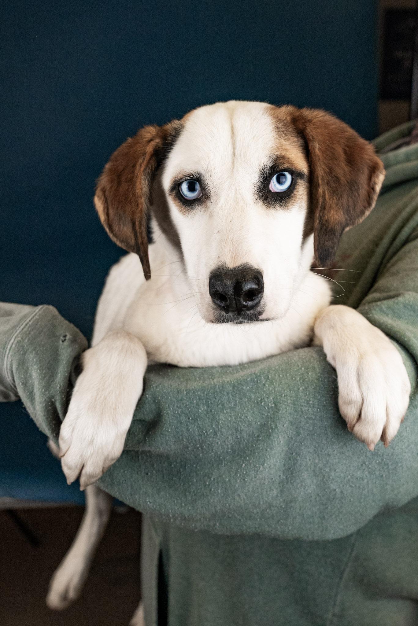 Enlarge 1109-25, a ADOPTABLE mixed breed in Brighton, CO image 1/1