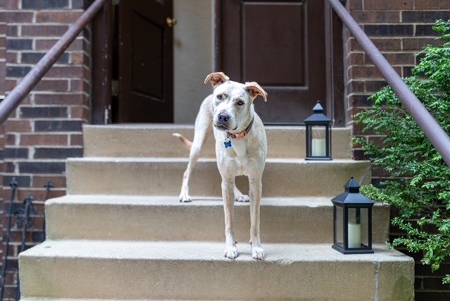 Goldie, Adoptable, Young Female Labrador Retriever.