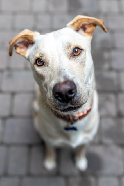 Goldie, a Adoptable Labrador Retriever in Chicago, IL image 3/5