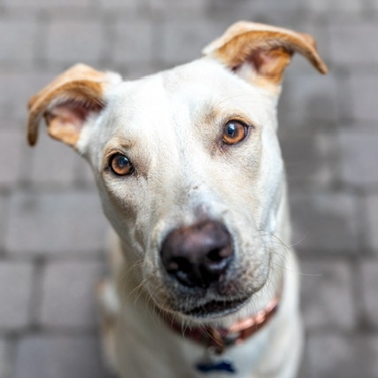 Enlarge Nilla, a Adoptable Labrador Retriever in Chicago, IL image 3/5