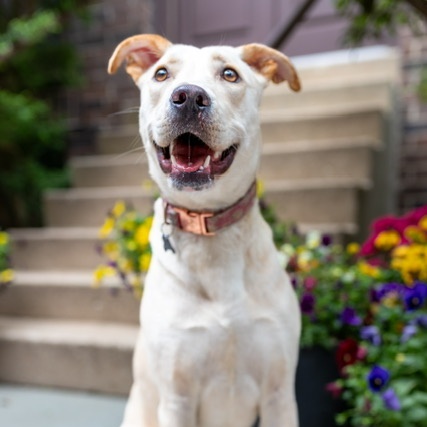 Enlarge Nilla, a Adoptable Labrador Retriever in Chicago, IL image 4/5