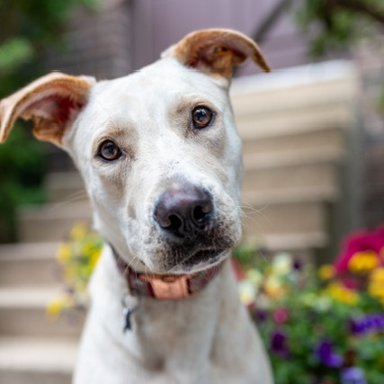 Enlarge Nilla, a Adoptable Labrador Retriever in Chicago, IL image 2/5