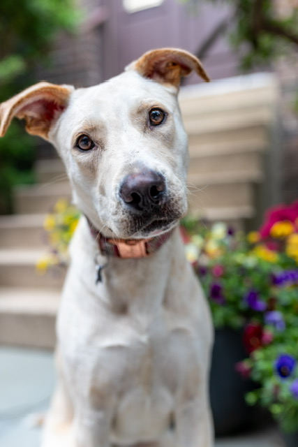 Goldie, a Adoptable Labrador Retriever in Chicago, IL image 2/5