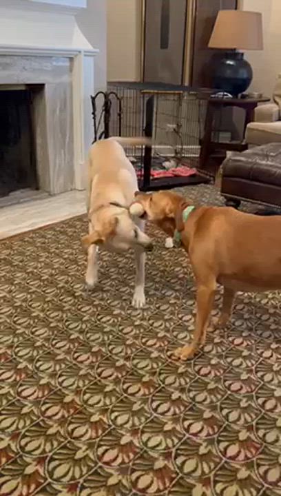 Enlarge Goldie, a Adoptable Labrador Retriever in Chicago, IL video 5/5