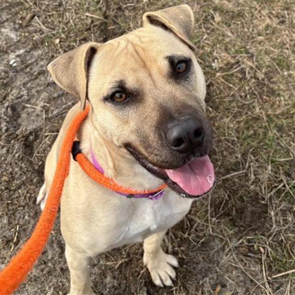 Enlarge HM24 Marsa, a Adoptable mixed breed in Freeport, FL image 1/6