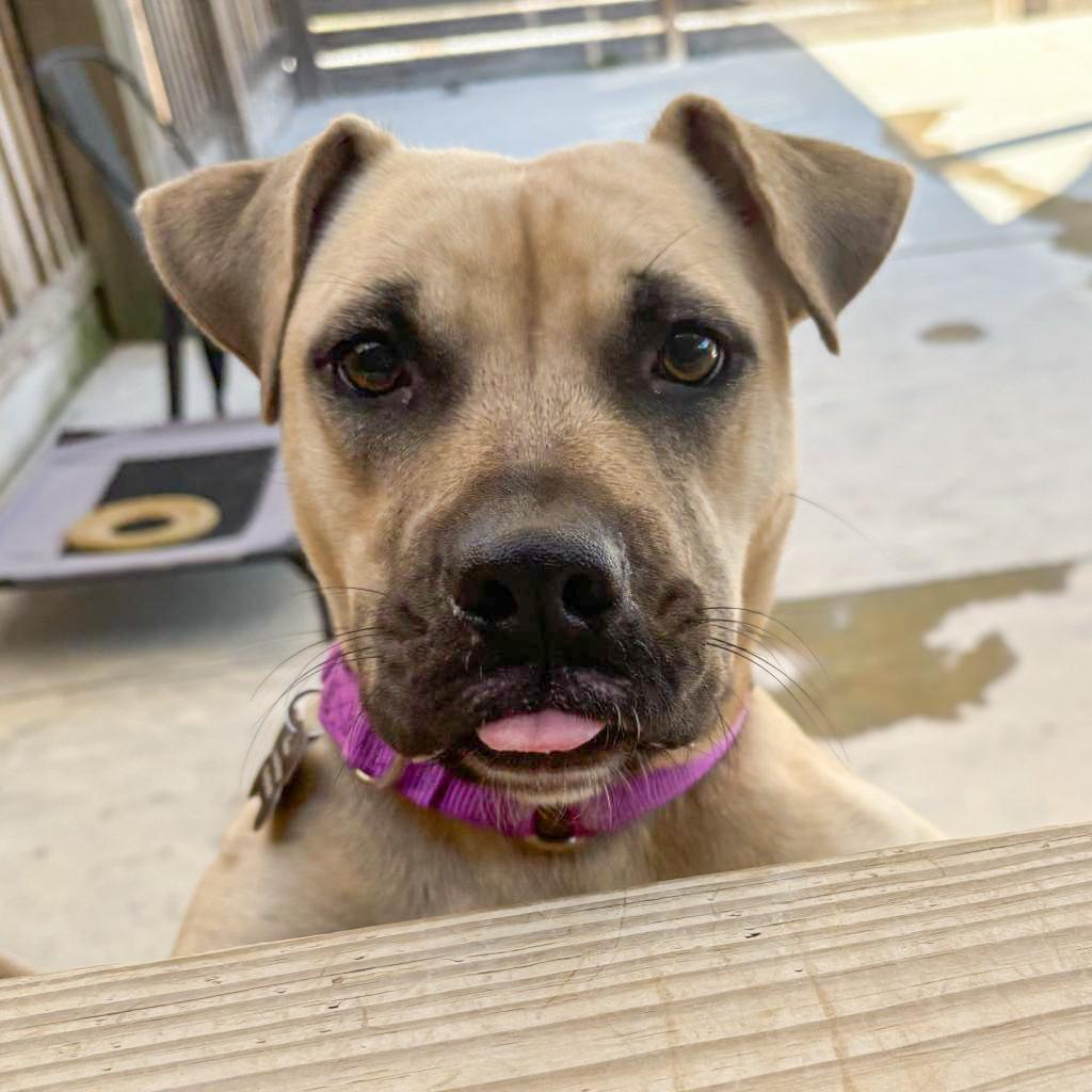 Enlarge HM24 Marsa, a Adoptable mixed breed in Freeport, FL image 2/6