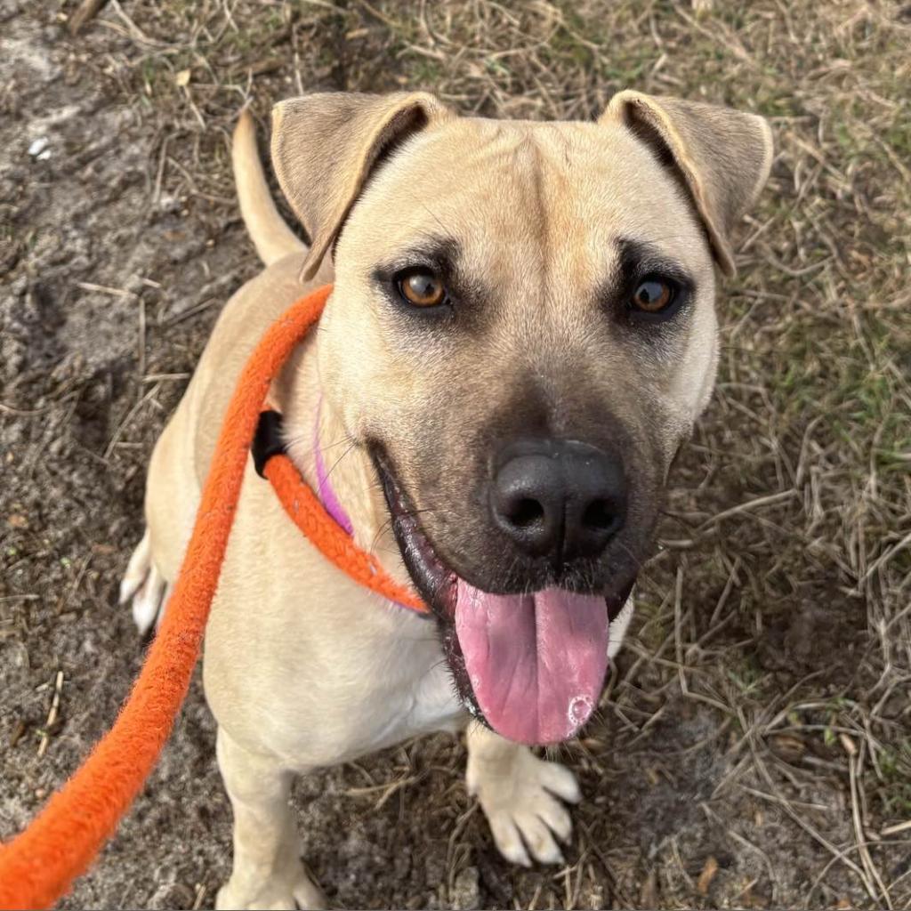 Enlarge HM24 Marsa, a Adoptable mixed breed in Freeport, FL image 3/6