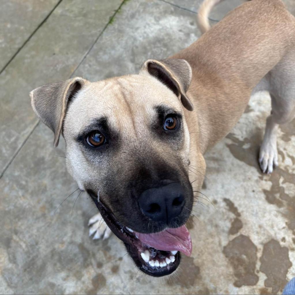 Enlarge HM24 Marsa, a Adoptable mixed breed in Freeport, FL image 4/6