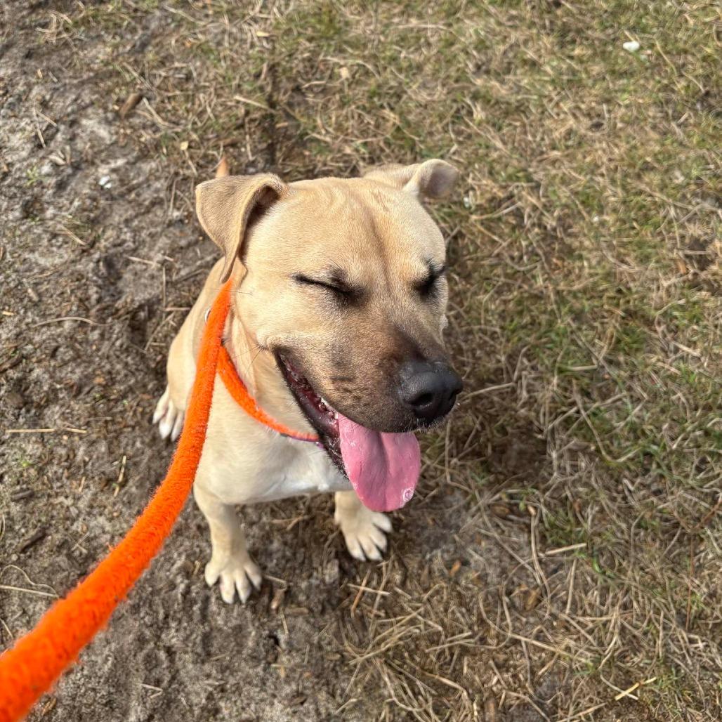 Enlarge HM24 Marsa, a Adoptable mixed breed in Freeport, FL image 6/6