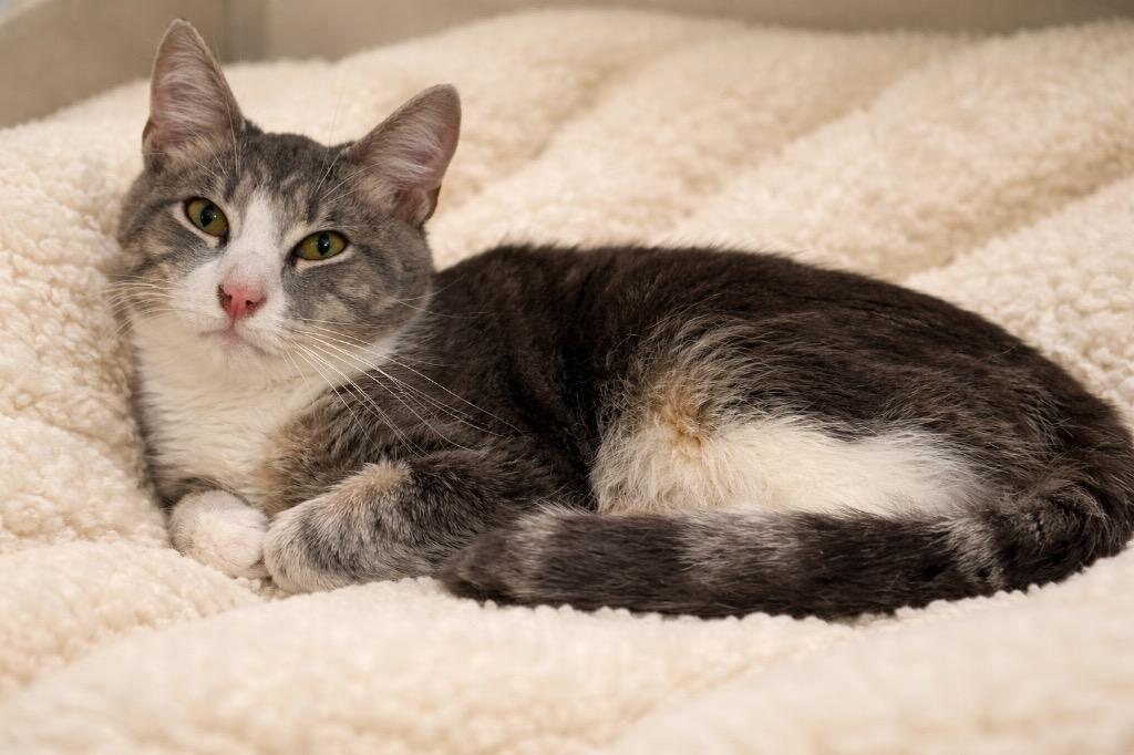 Ben, Adoptable, Adult Male Domestic Short Hair.