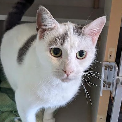 Rena, a Adoptable Domestic Short Hair in Shippenville, PA image 3/5