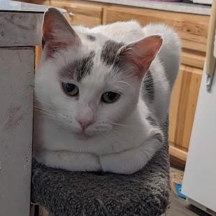 Rena, a Adoptable Domestic Short Hair in Shippenville, PA image 2/5