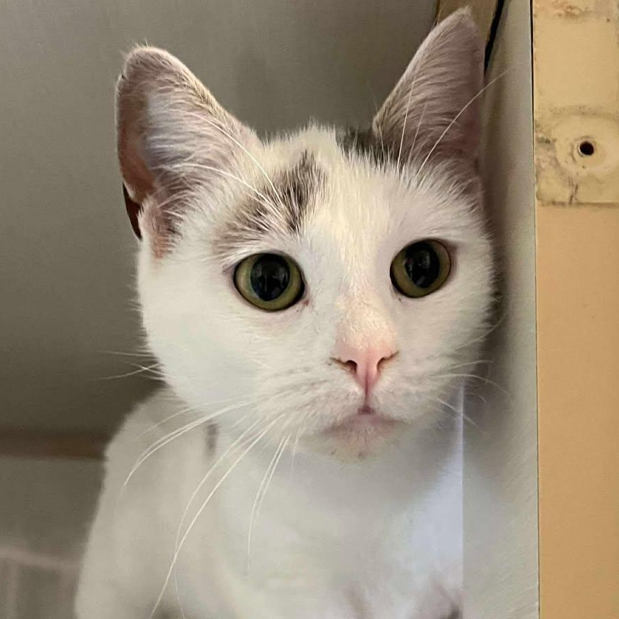 Rena, a Adoptable Domestic Short Hair in Shippenville, PA image 4/5