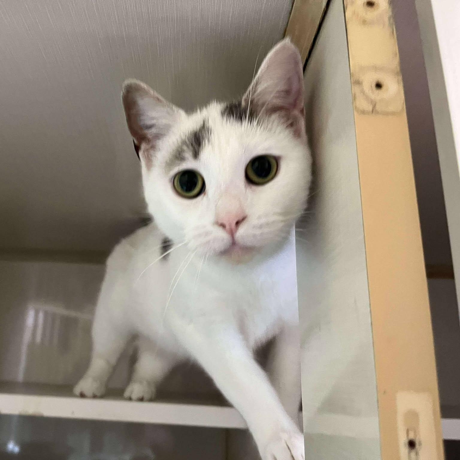 Rena, a Adoptable Domestic Short Hair in Shippenville, PA image 5/5