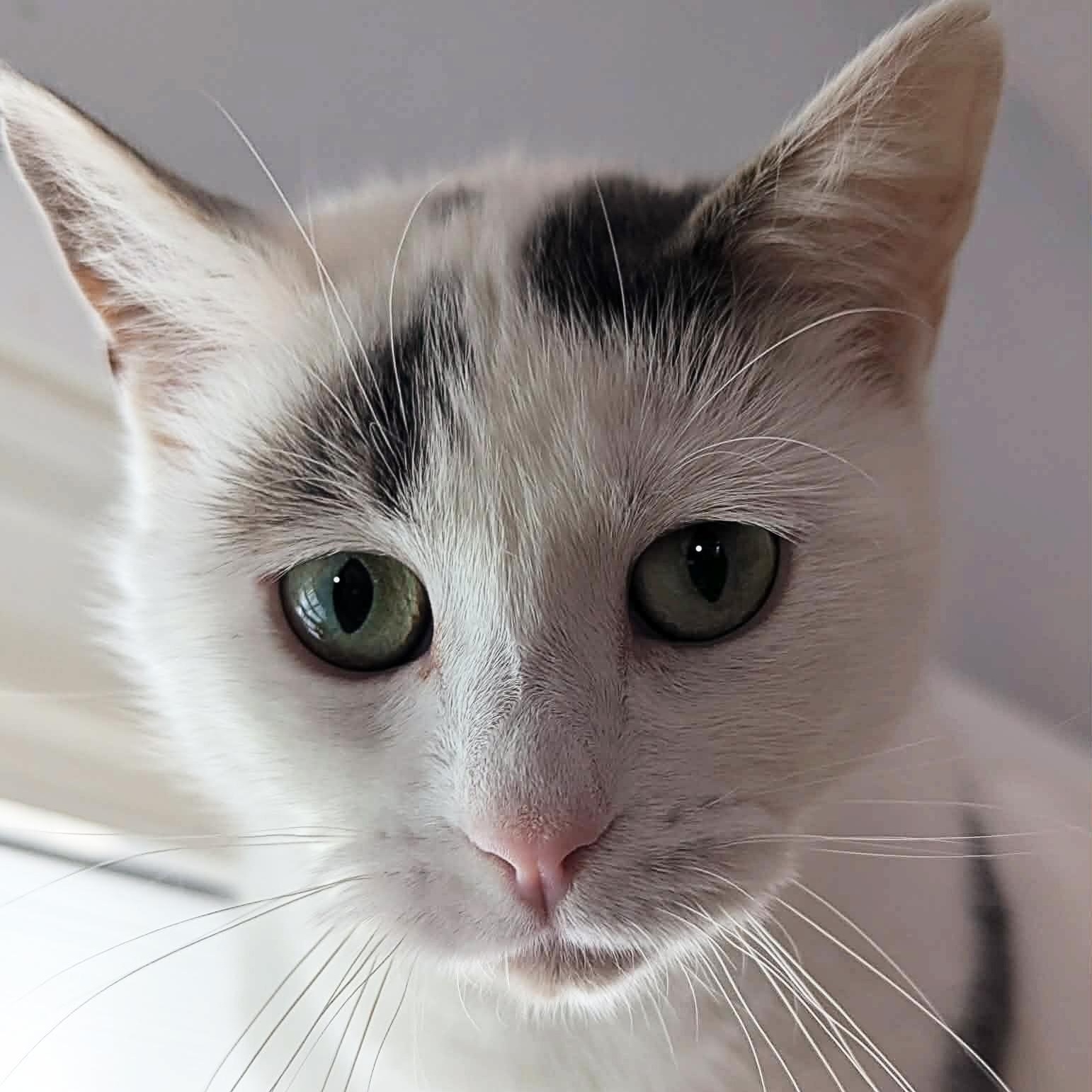 Enlarge Rena, a Adoptable Domestic Short Hair in Shippenville, PA image 5/5