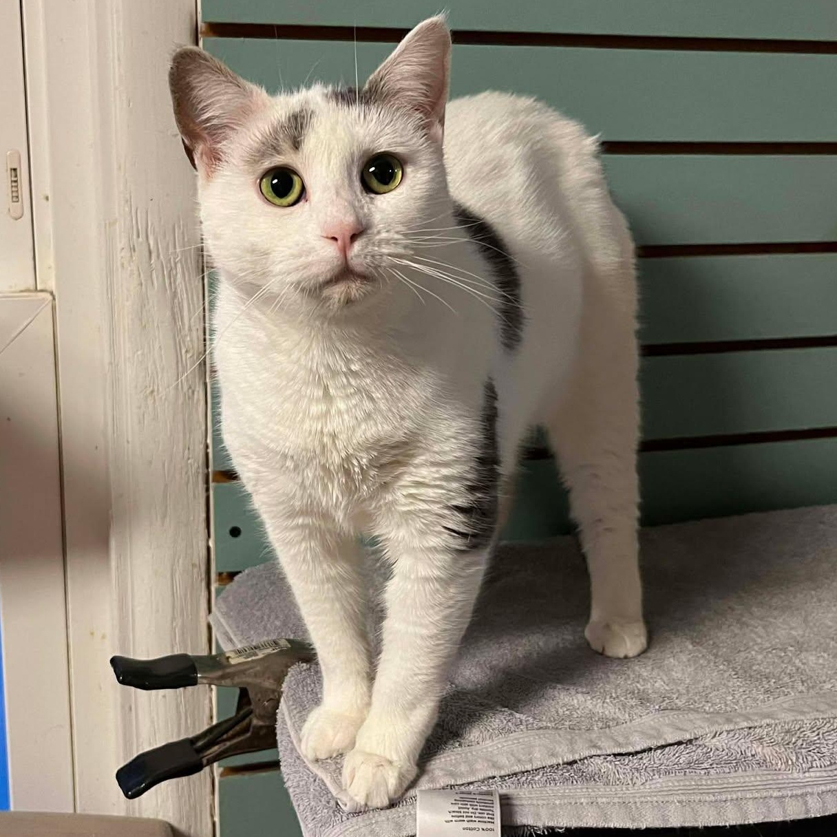 Enlarge Rena, a Adoptable Domestic Short Hair in Shippenville, PA image 2/5