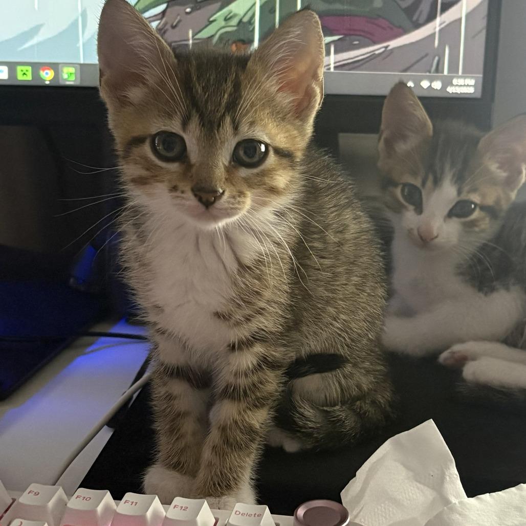 Honey Bun, Adoptable, Kitten Male Domestic Short Hair.