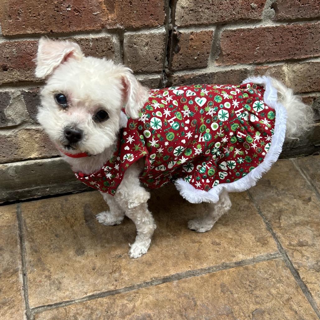 Lyric Cecilia — thumbnail 2