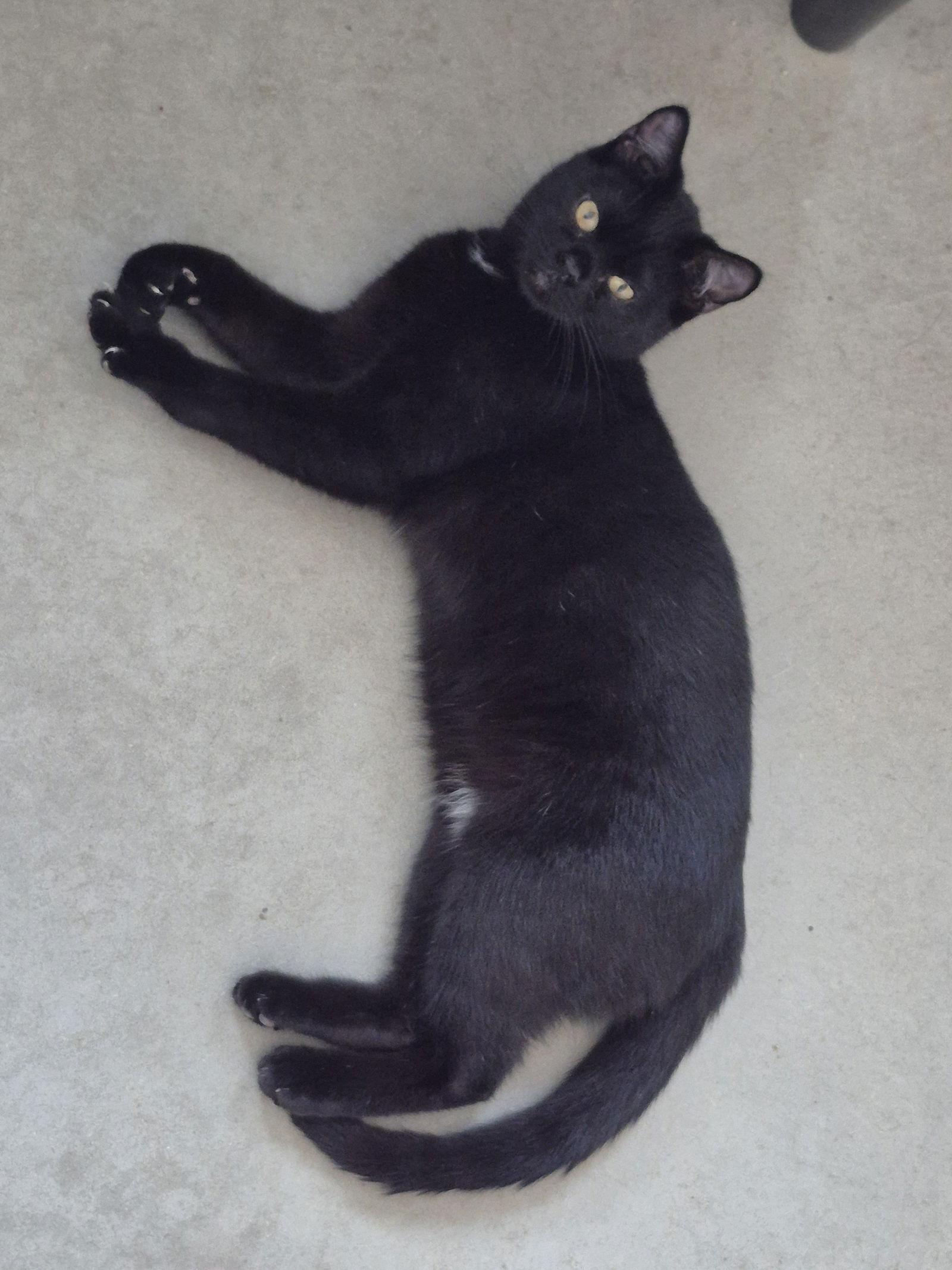 Enlarge Kitten - Ellis, a Adoptable Domestic Short Hair in Emmett, ID image 1/2