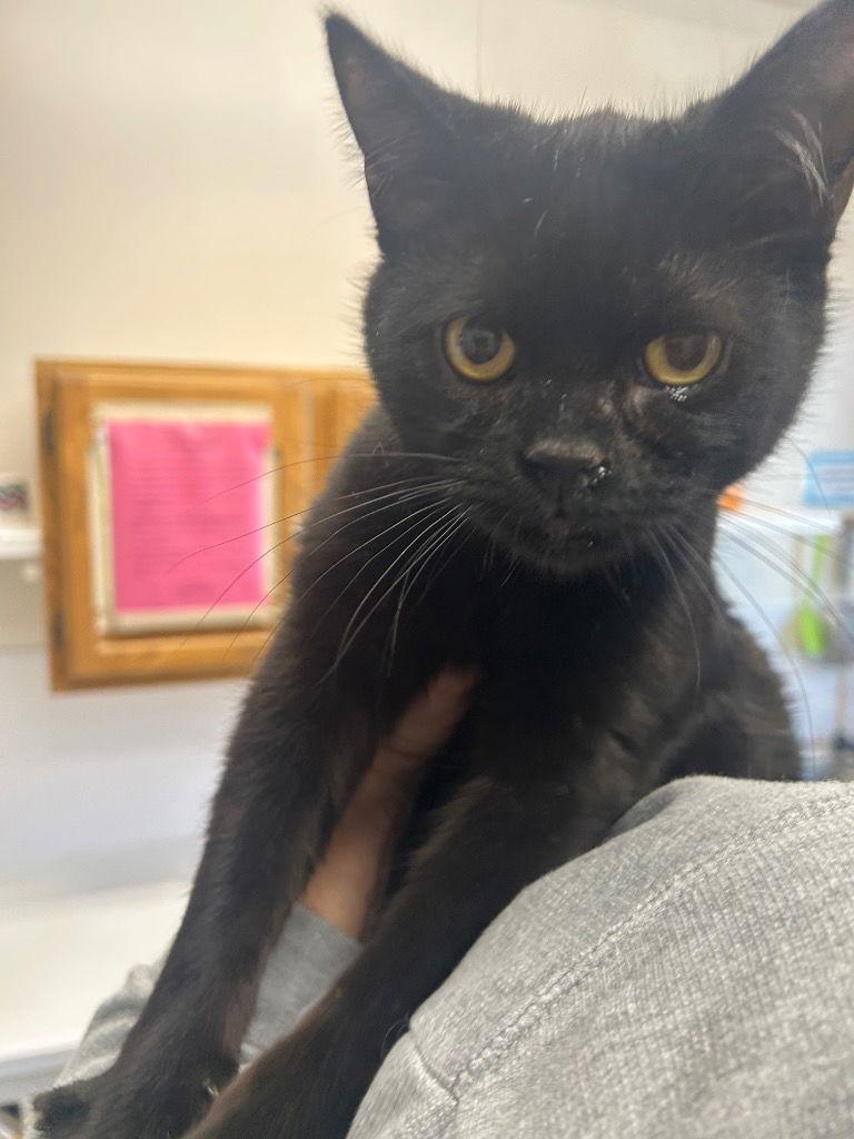 Enlarge Kitten - Ellis, a Adoptable Domestic Short Hair in Emmett, ID image 2/2