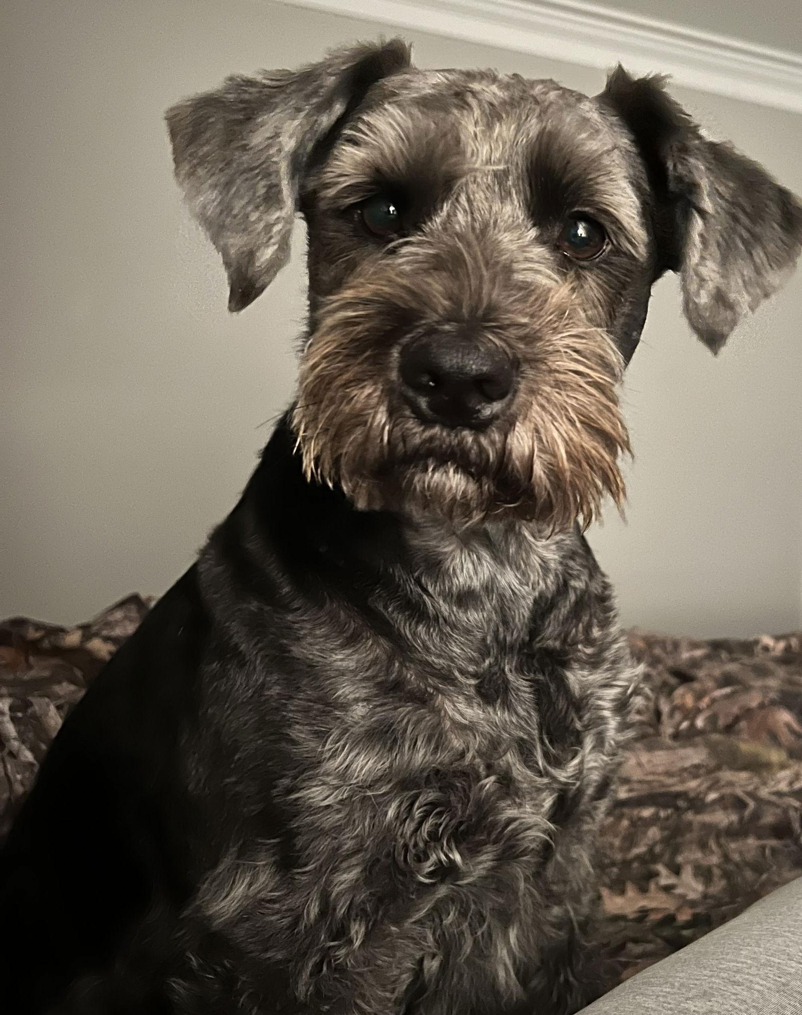 Enlarge BAILEY (SRC#3619) in NORTH CAROLINA, a Adopted mixed breed in Lenoir, NC image 1/3