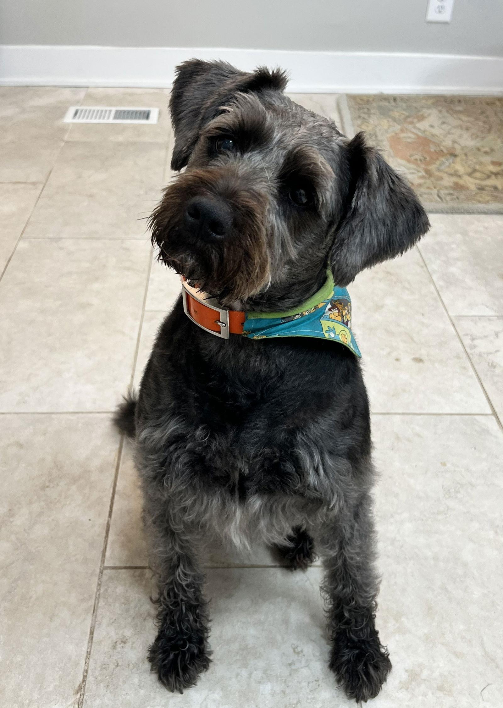 Enlarge BAILEY (SRC#3619) in NORTH CAROLINA, a Adopted mixed breed in Lenoir, NC image 2/3