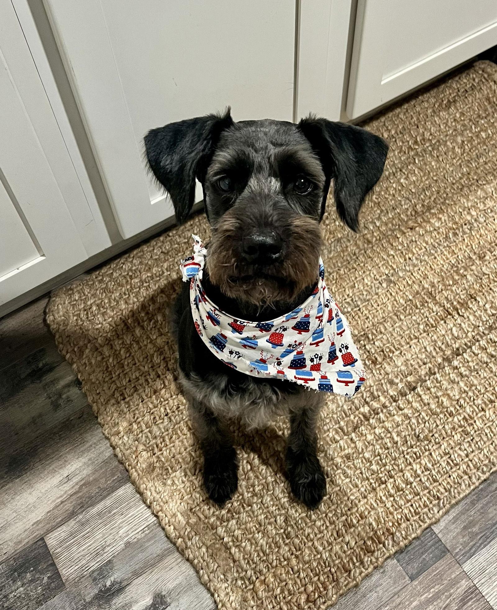 Enlarge BAILEY (SRC#3619) in NORTH CAROLINA, a Adopted mixed breed in Lenoir, NC image 3/3