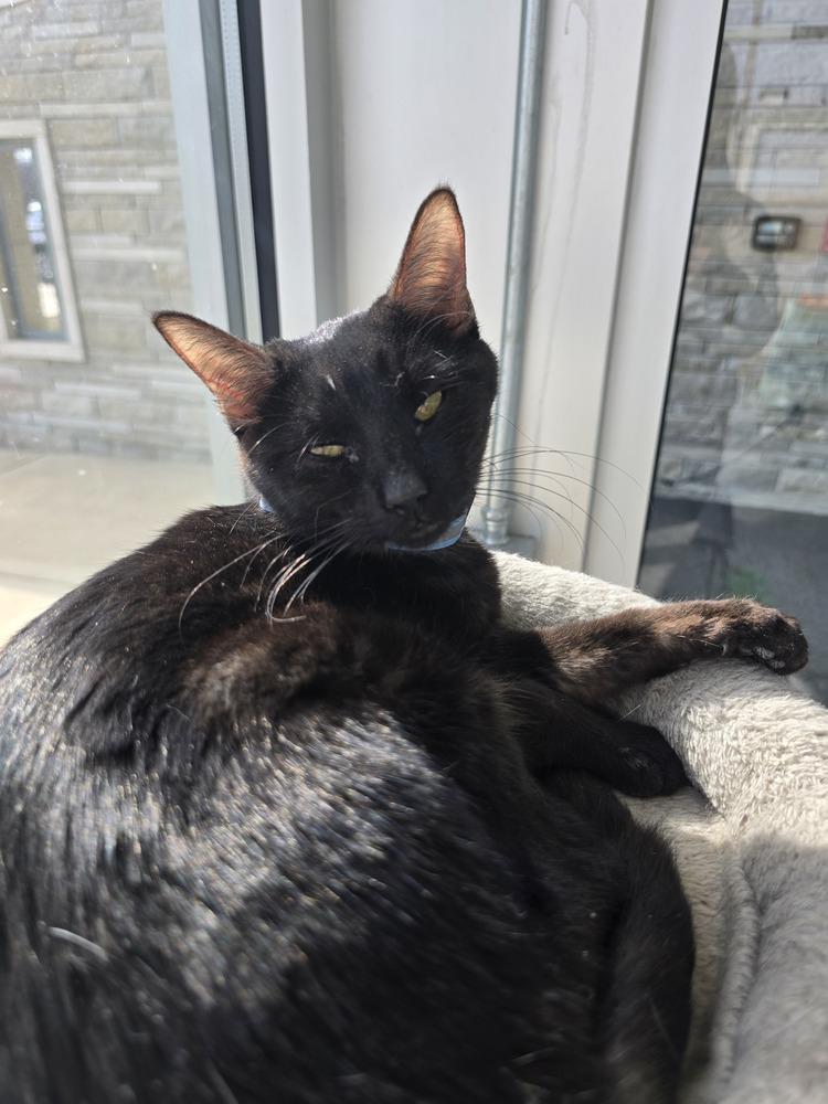 Jack, Adoptable, Kitten Male Domestic Short Hair.