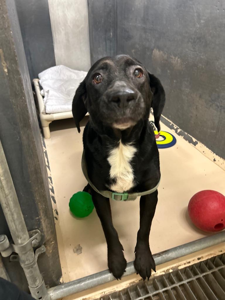 Jasmine, Adopted, Adult Female Mixed Breed.