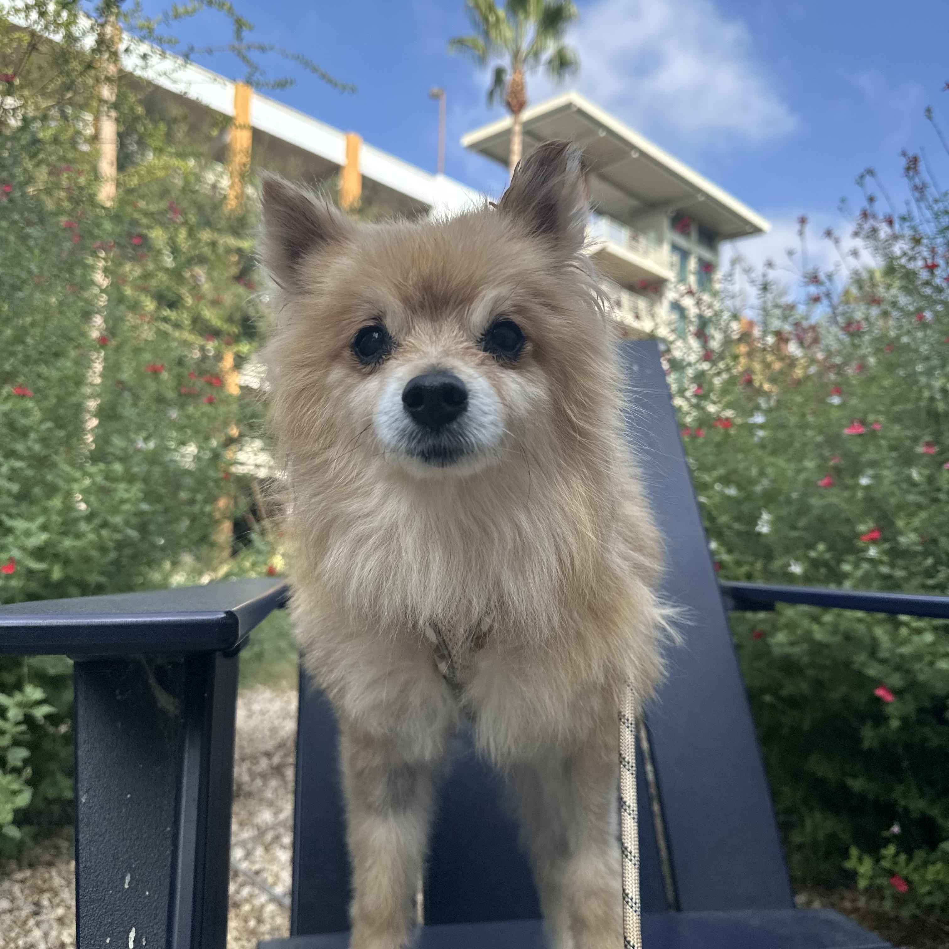 Enlarge Chartreuse, a Adoptable Pomeranian in Placentia, CA image 1/2