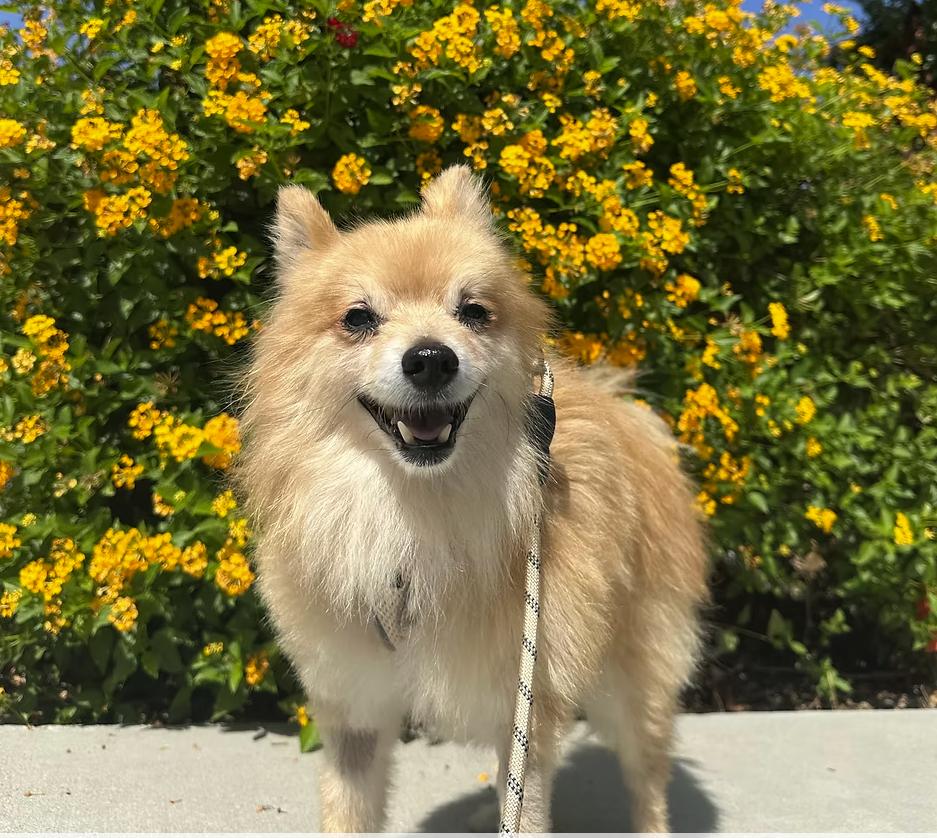 Chartreuse, Adoptable, Senior Male Pomeranian.