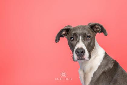 Moxon, Adoptable, Adult Male Mixed Breed & Mixed Breed.