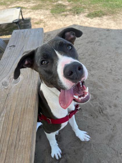 Enlarge Moxon, a Adoptable mixed breed in Manteo, NC image 2/3