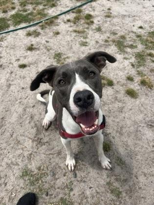 Enlarge Moxon, a Adoptable mixed breed in Manteo, NC image 3/3