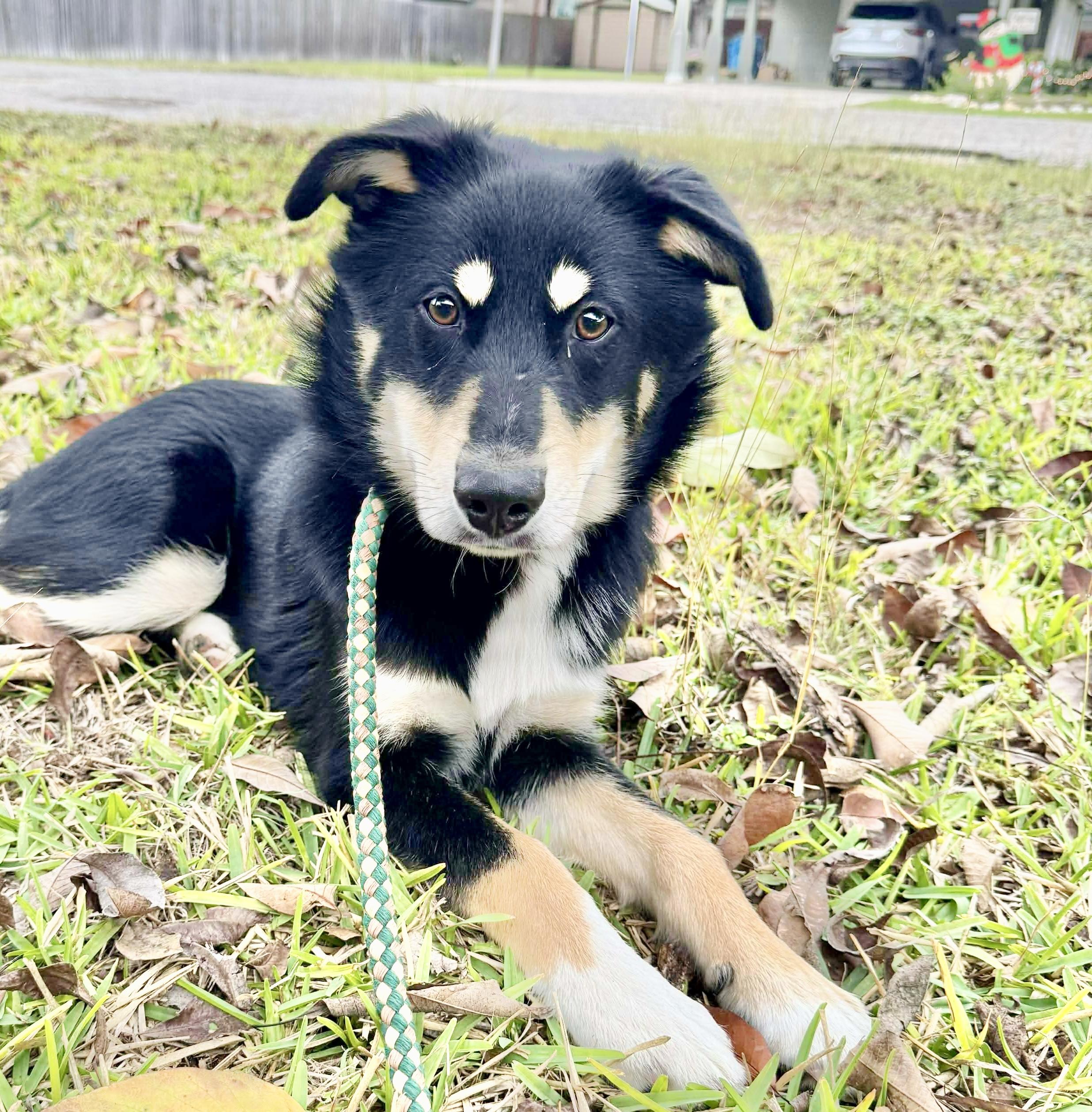 Enlarge Jupiter, an adopted mixed breed in Hartford, CT image 1/6