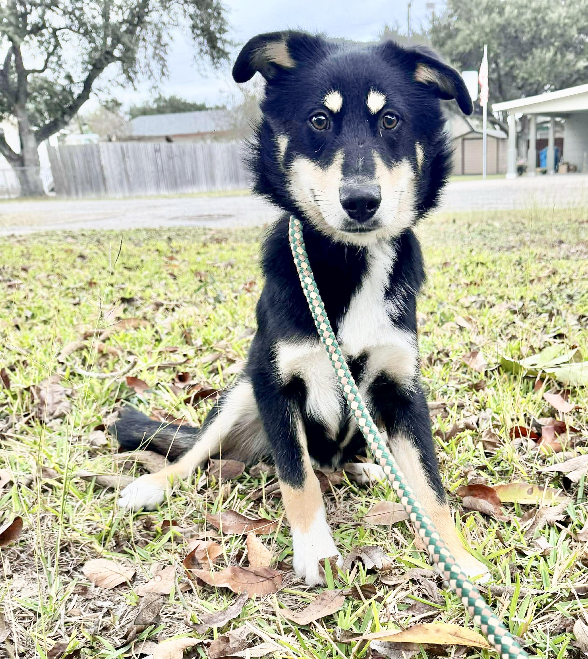 Enlarge Jupiter, an adopted mixed breed in Hartford, CT image 3/6