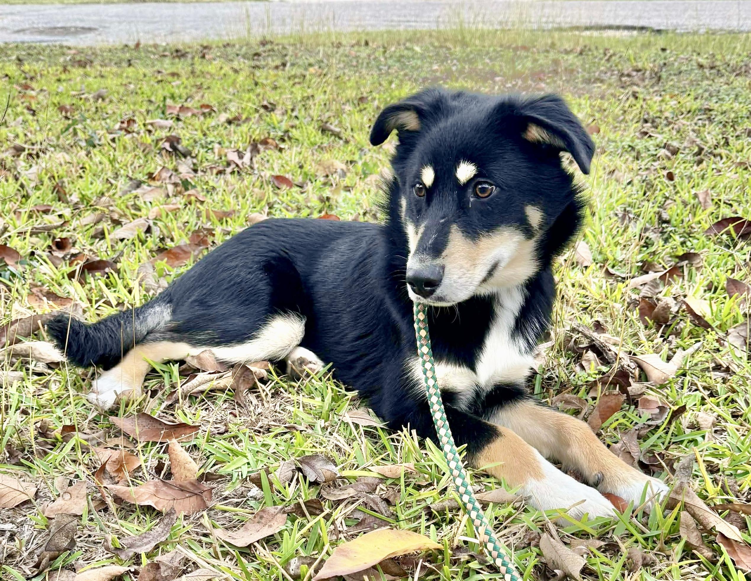 Enlarge Jupiter, an adopted mixed breed in Hartford, CT image 4/6