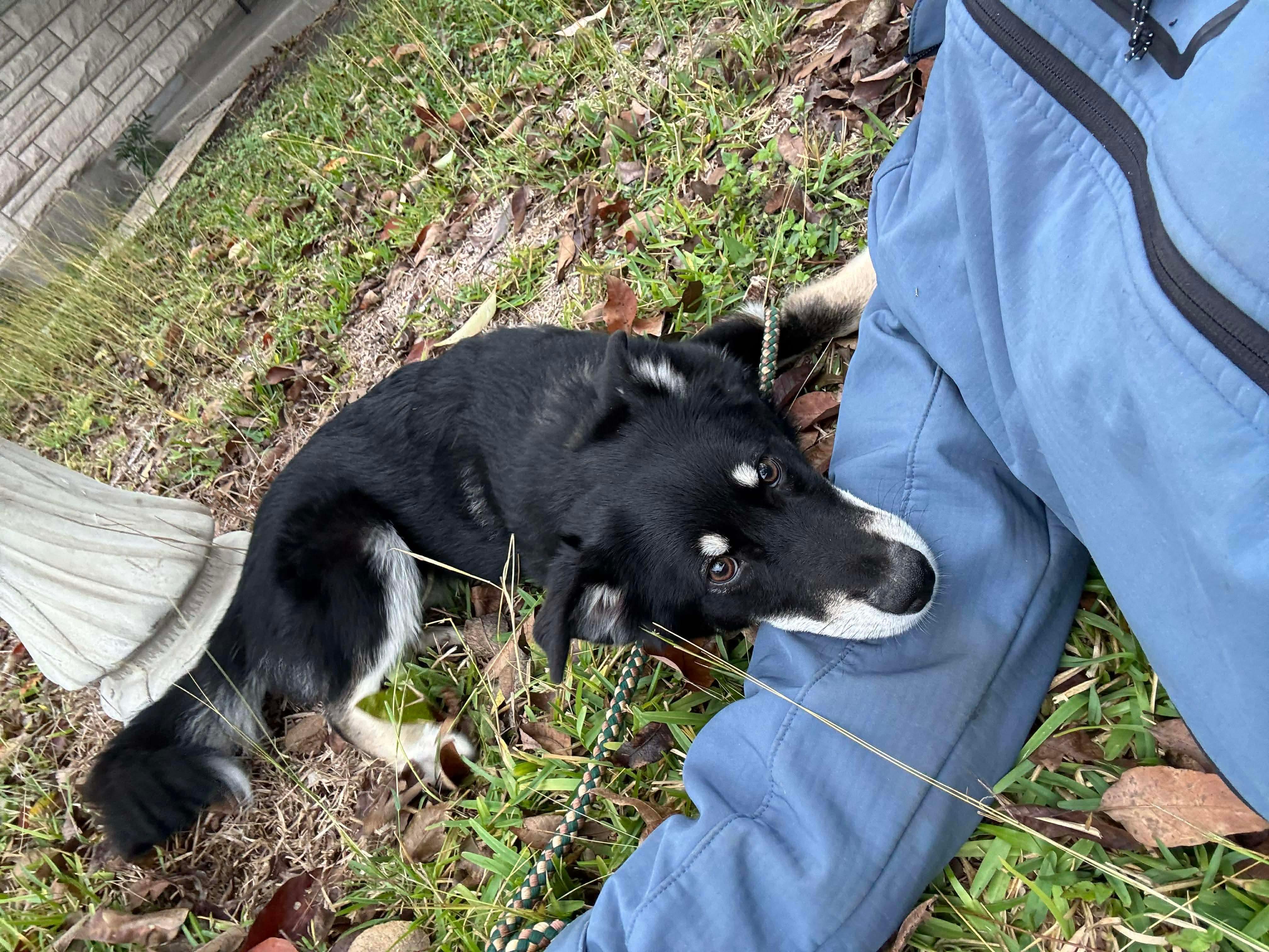 Enlarge Jupiter, an adopted mixed breed in Hartford, CT image 6/6