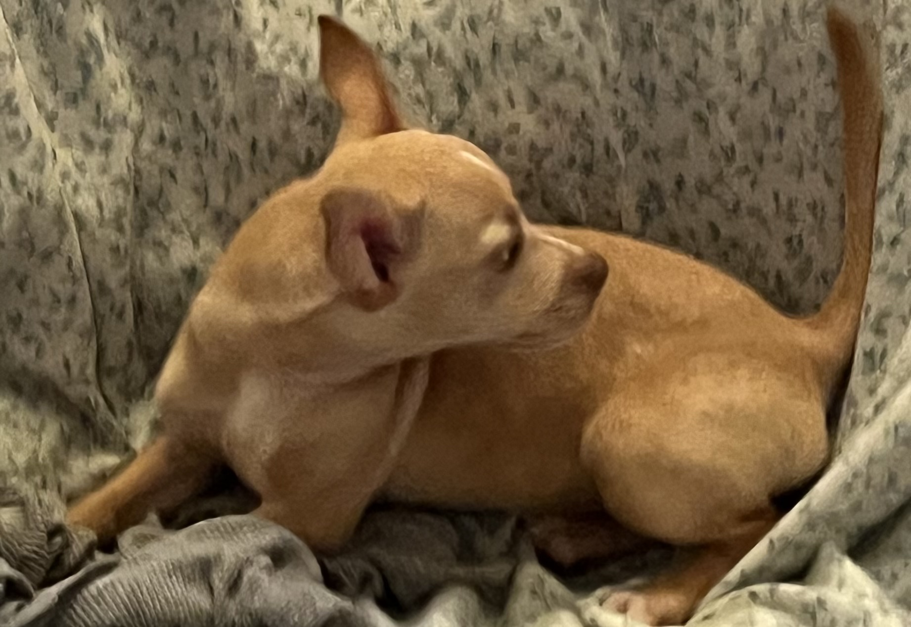 3 Chiweenies, Baby Female unknown