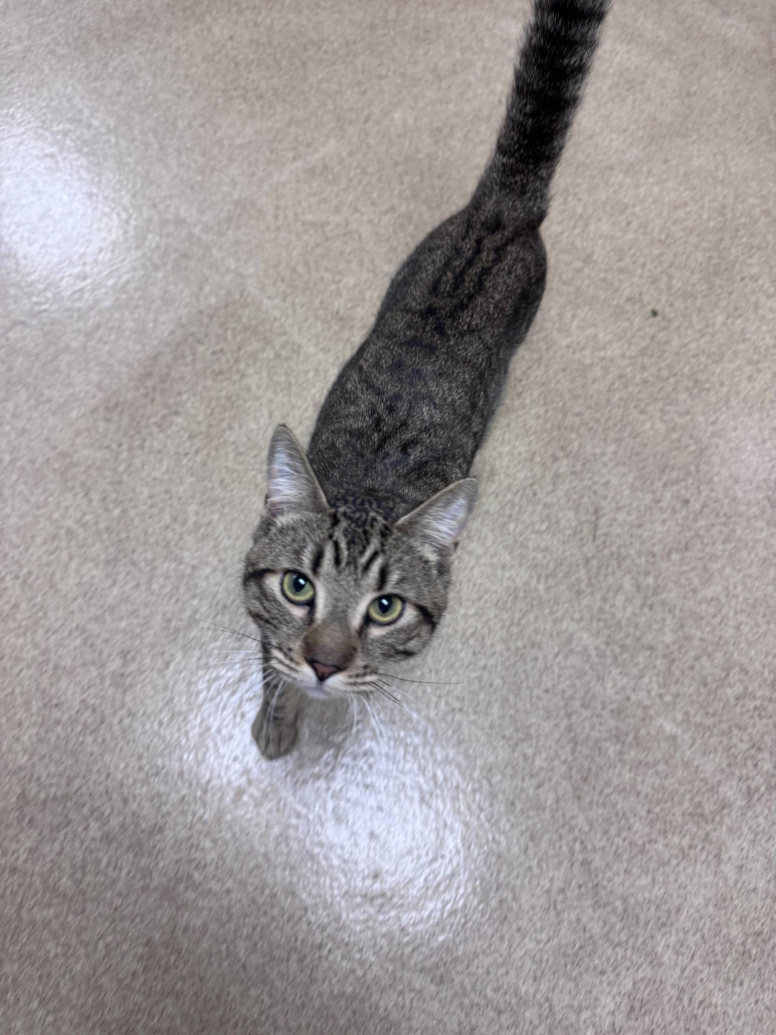 Dean, Adopted, Adult Male Domestic Short Hair.