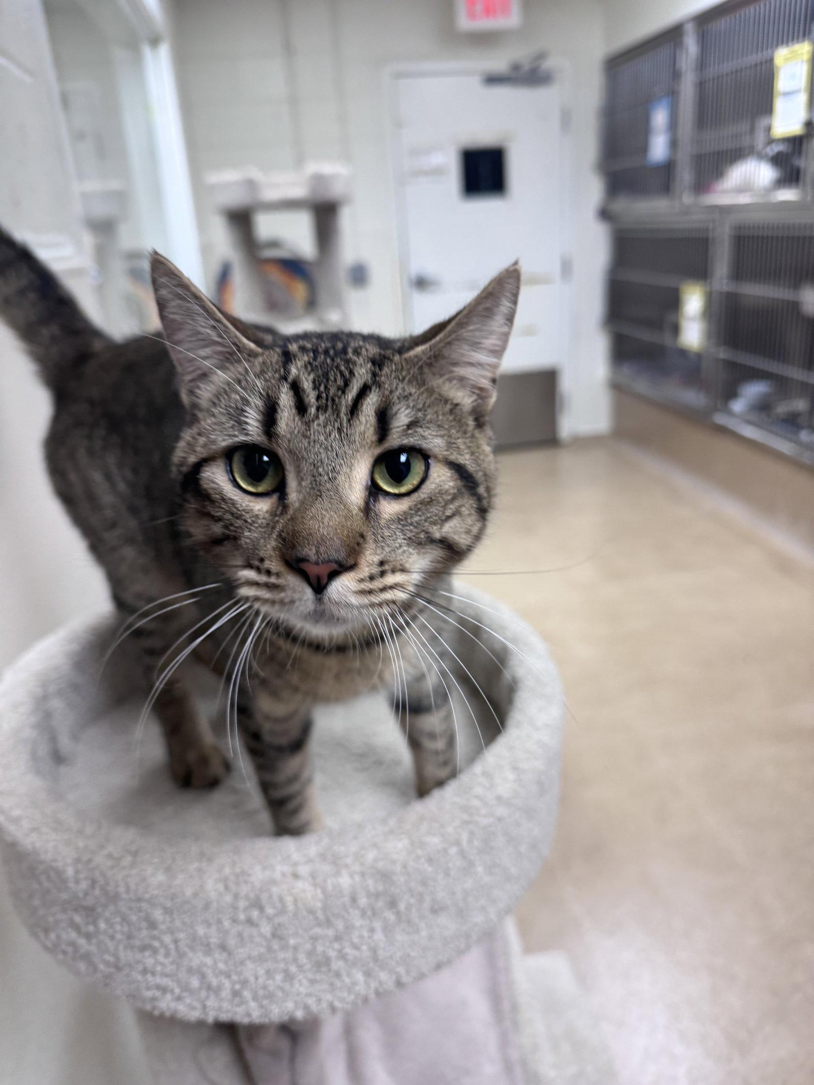 Enlarge Dean, a Adopted Domestic Short Hair in Brick, NJ image 2/3