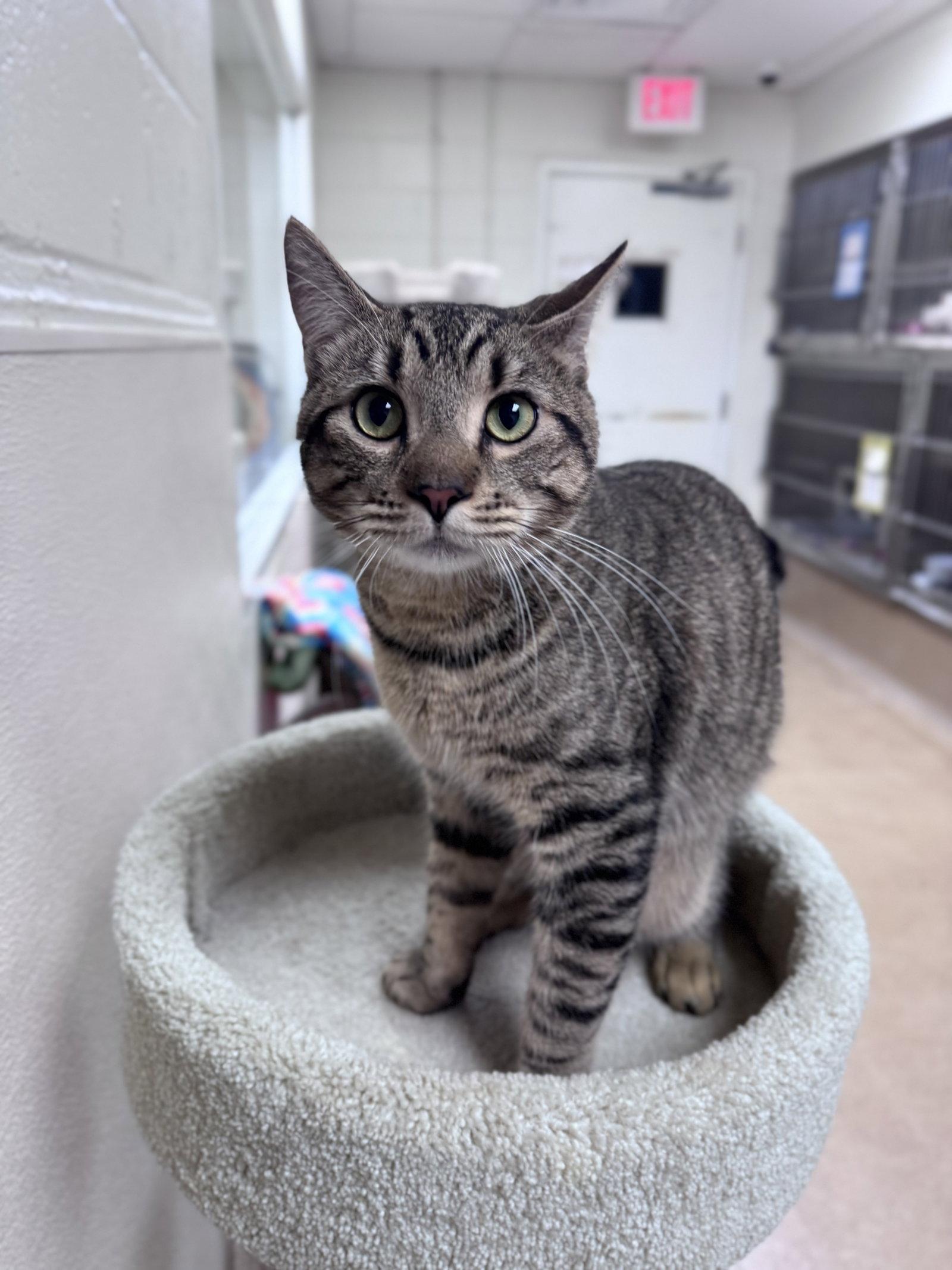 Enlarge Dean, a Adopted Domestic Short Hair in Brick, NJ image 3/3