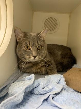 Elijah, Young Male Domestic Short Hair
