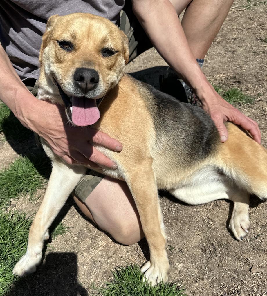 Lorilei, Adoptable, Adult Female Beagle.