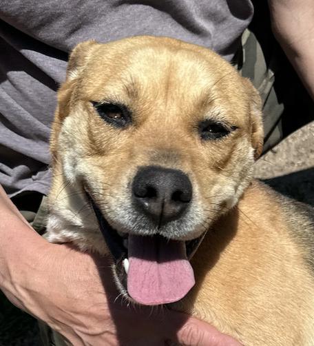 Lorilei, a Adoptable Beagle in Thomasville, NC image 3/3
