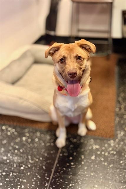 PIPER, Adoptable, Young Female Collie & German Shepherd Dog.